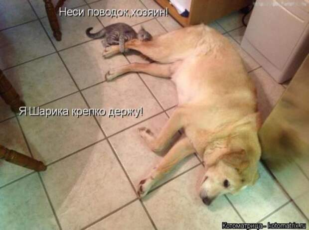Котоматрицы(картинки с надписями)