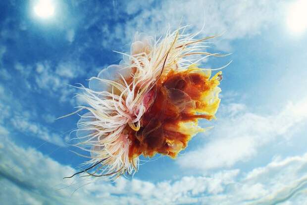 Необычные подводные фото - медузы на фоне неба - №1