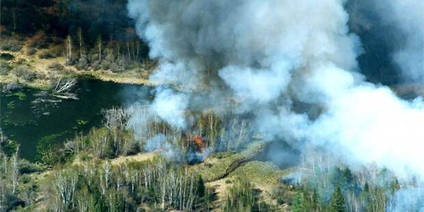 В России за сутки площадь лесных пожаров выросла на 67 тыс. га
