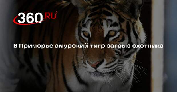 В Приморье амурский тигр загрыз охотника