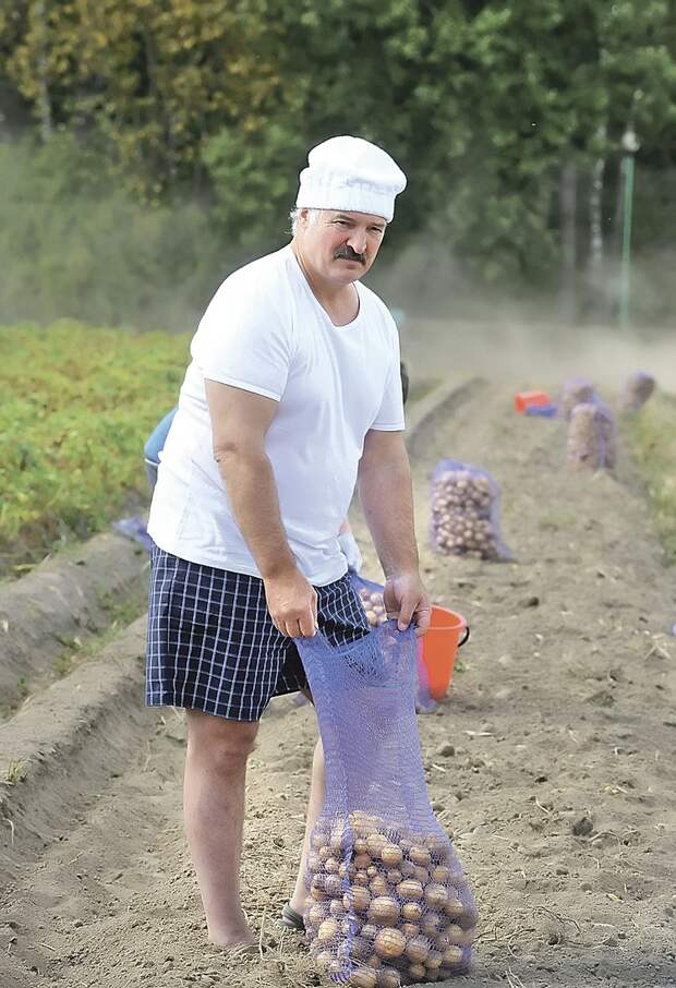 Лукашенко каждый год показательно убирает картошку и арбузы в своей резиденции. Ведь он и сам когда-то был директором совхоза. Фото: БелТА/ТАСС