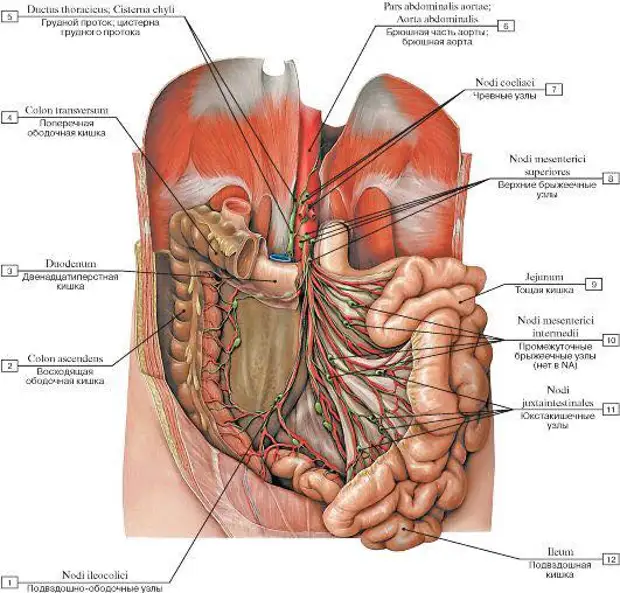 Брыжеечные лимфоузлы где находятся фото