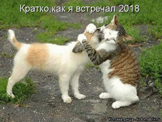 Лучшие котоматрицы недели (51 фото)