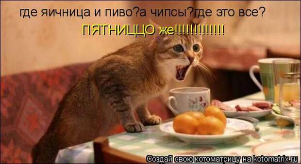 Лучшие котоматрицы недели (50 фото)