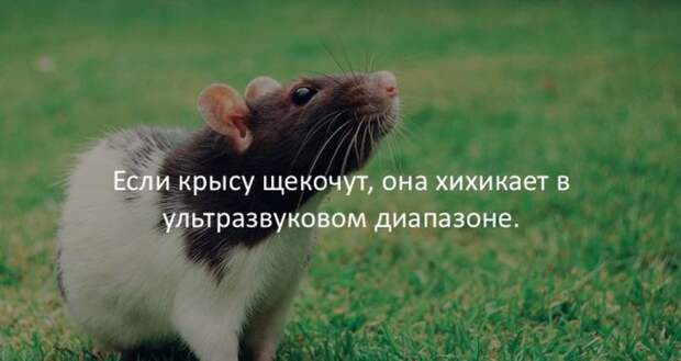 Интересные факты для любознательных (30 картинок)