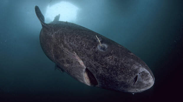 Гренландская акула 