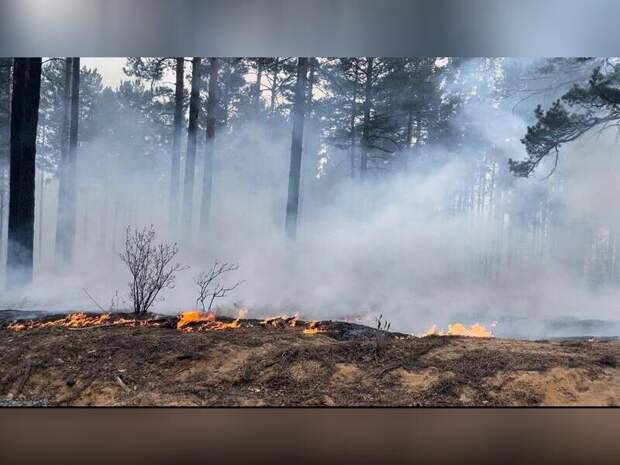 Виновник лесного пожара заплатит 50 тысяч рублей