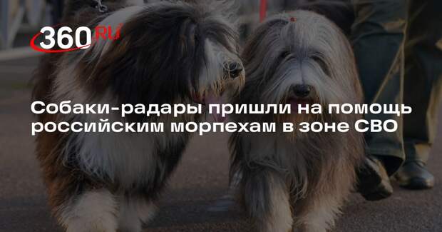 Морпех Емеля: собаки в зоне СВО чувствуют опасность и подают сигнал