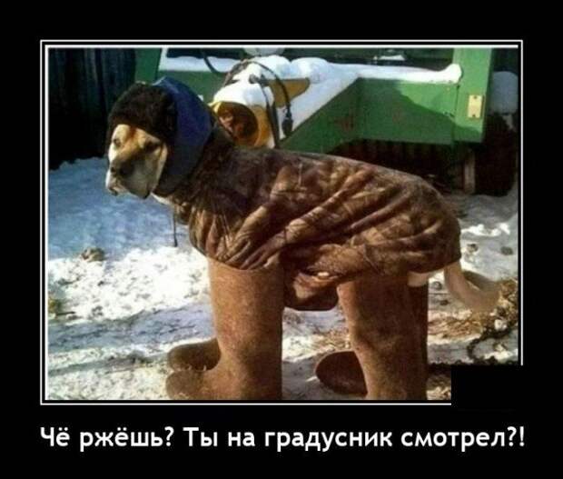 Демотиватор про холод