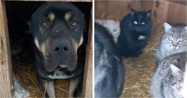 Рейдерский захват будки: коты оккупировали сторожевого пса