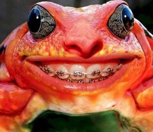 Есть ли у лягушки зубы и есть ли они у жабы?