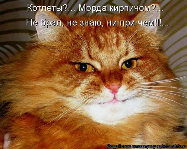 Котоматрица - Котлеты?... Морда кирпичом?... Не брал, не знаю, ни при чем!!!...