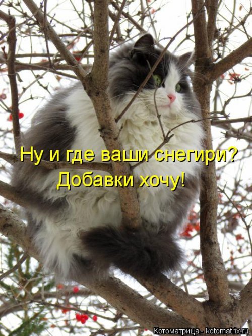 Новая котоматрица недели (39 фото)