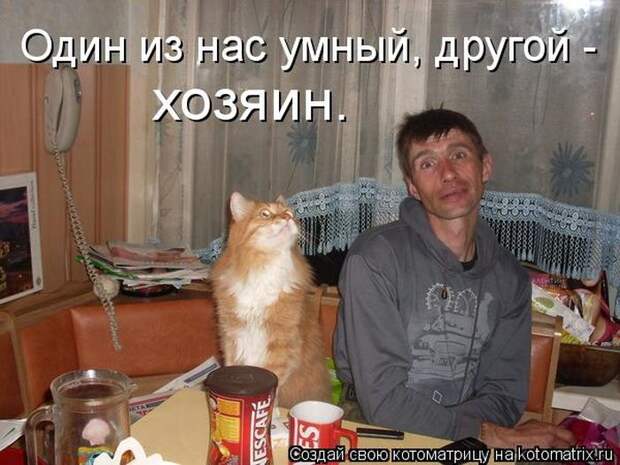 Лучшие котоматрицы недели (50 фото)
