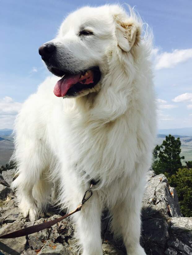 Great Pyrenees | It's Dog or Nothing