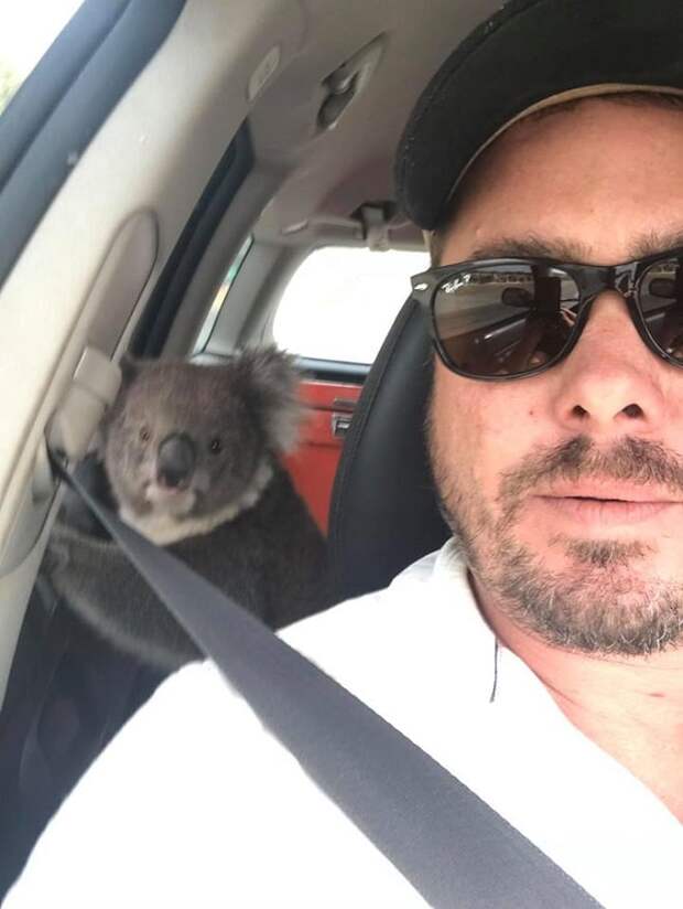 Мужчина и коала