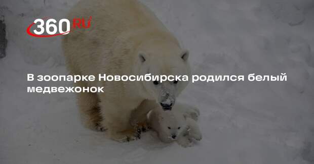В зоопарке Новосибирска родился белый медвежонок