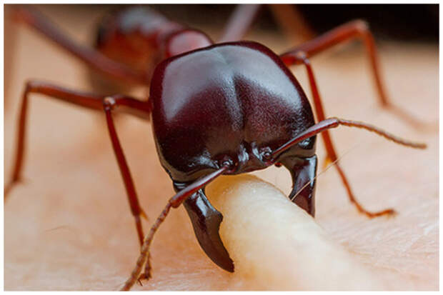 Укус муравья пуля - 1-е место боль, интересное, люди, факты