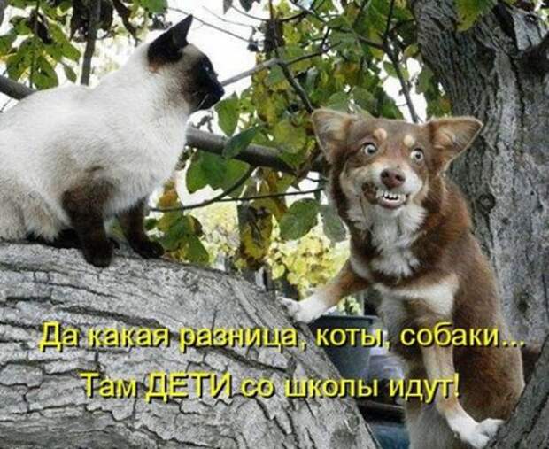 Весёлая котоматрица смех, фото