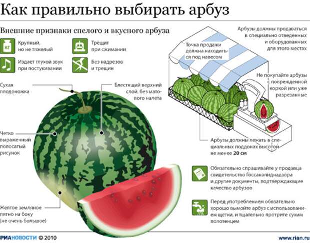 Инфографика: Как правильно выбирать арбуз