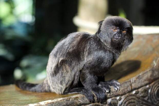 Мармозетка Гёльди – самая крохотная обезьянка животные, интересные факты, обезьяны, познавательно, фото