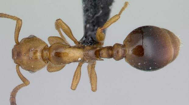Муравьи-паразиты Formicoxenus Nitidulus Блестящие муравьи-гости — настоящие трутни мира муравьев. Они залезают в чужую колонию и живут себе припеваючи, не работая и не защищая колонию. Притом, охранники могут поймать такого незваного гостя, но тут же его отпускают — ученые считают, что из отвратительного запаха.