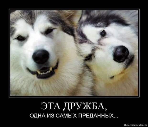Прикольные демотиваторы с надписями. Подборка chert-poberi-dem-chert-poberi-dem-01590603092020-11 картинка chert-poberi-dem-01590603092020-11