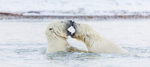 Во время поездки в Национальный Арктический заповедник Аляски 44-летний Иэн Плант увидел двух подросших полярных медвежат  аляска, животные, полярный медведь