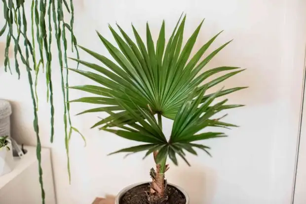   (Livistona chinensis)      ,   50-80    ,  .