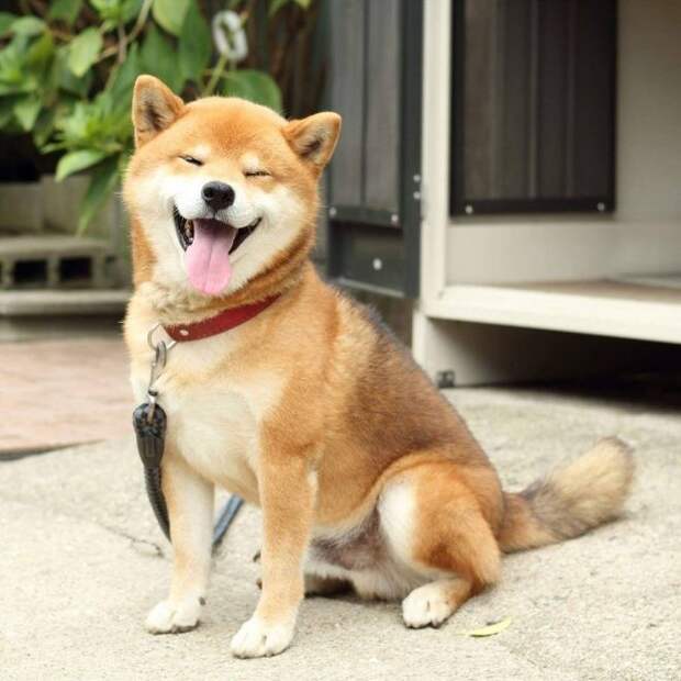 Рюдзи — самый фотогеничный сиба-ину, умиляющий до невозможности своими смешными гримасами животные, собака