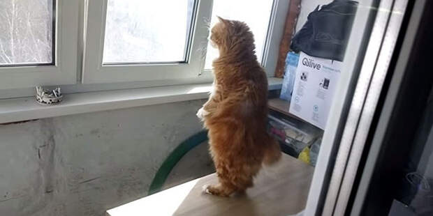 cat-standing-on-2-legs-george-5