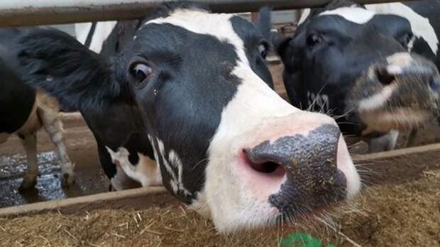 "Это угроза и для человека": Сибирское село в очаге заражения. Одного изъятия скота будет мало. Мнение ветеринара