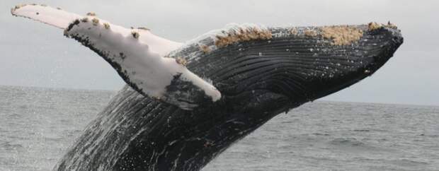 Синий кит - самое крупное млекопитающее. Описание, фото и видео. Интересные факты.