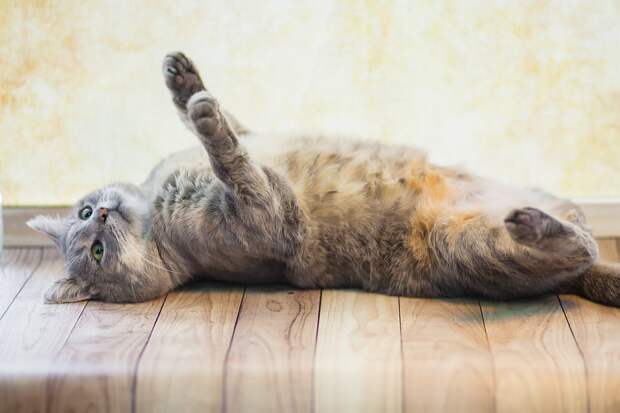 кот