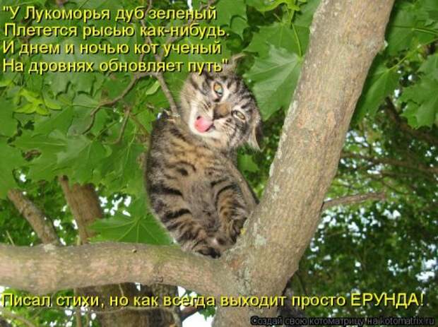 Новая котоматрица на Бугаге (35 фото)