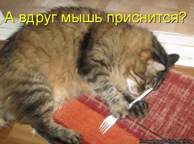 Свежая котоматрица для настроения (32 фото)