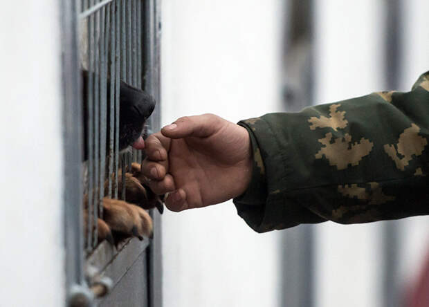 Мохнатая служба: собаки на страже порядка и безопасности Служебные собакены, животные, история, факты