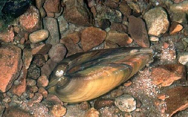 Жизненный цикл двустворчатых моллюсков беззубка. Обыкновенная перловица (unio pictorum linnaeus, 1758). Какое развитие у перловицы. Речная беззубка. Беззубка.