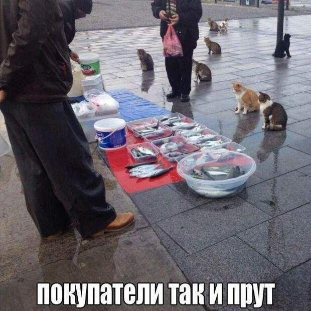 Прикольные картинки. Дневной выпуск (52 фото)