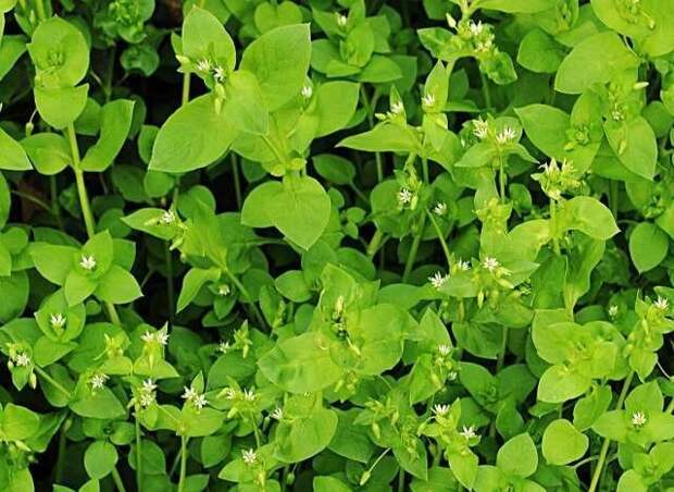 Звездчатка средняя (мокрица) - листья съедобны, употребляются в салатах выживание, интересное, растения, съедобные