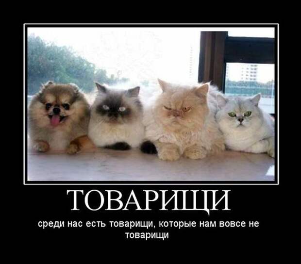 Демотиваторы (30 фото)