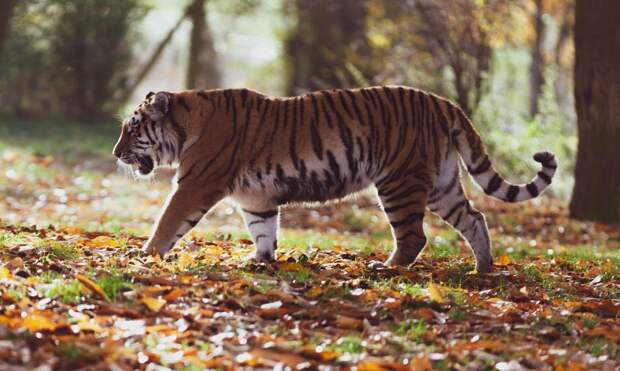 Специалисты прокомментировали появление тигра в окрестностях поселка в Приморье