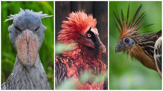 10 странных птиц, в существование которых сложно поверить интересное, природа, птицы