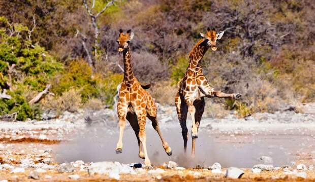 Детеныши жирафа очень активные и быстро растут