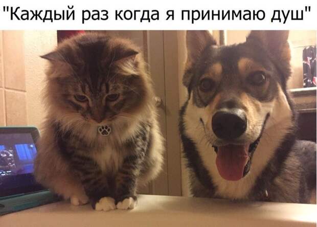 Смешные картинки с надписями прикол, юмор