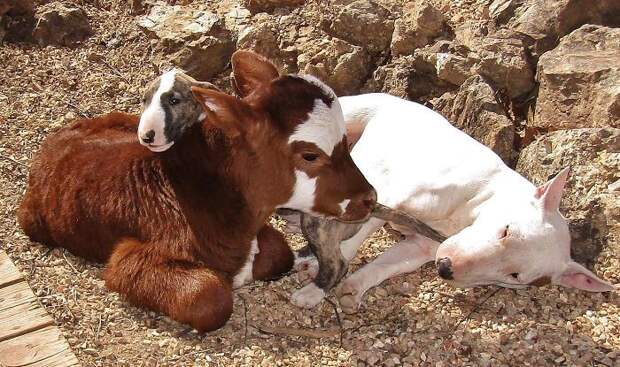 Больше всего Мунпай привязана к глухому бультерьеру по кличке Спакл животные, корова