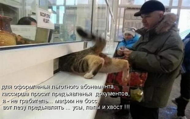Лучшие котоматрицы недели Лучшие котоматрицы недели