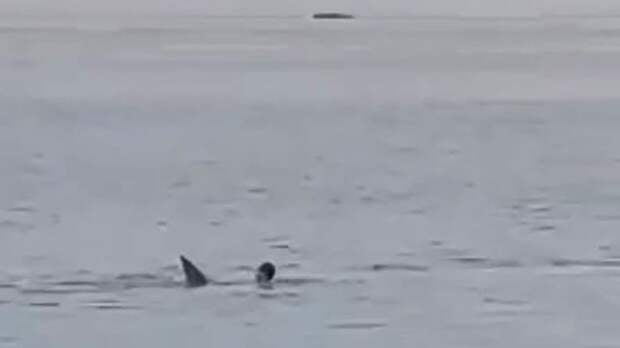 Растерзанным акулой в Хургаде россиянином оказался 23-летний житель Архангельской области