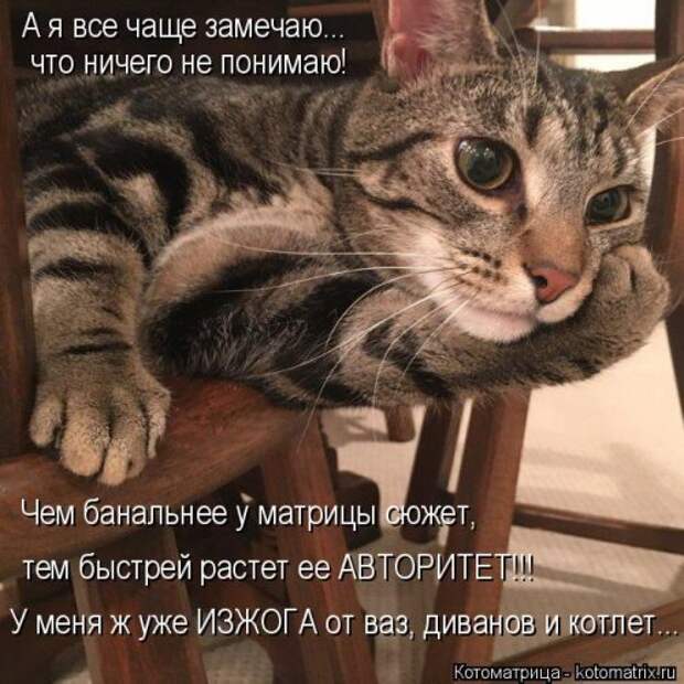 Новая котоматрица (39 фото)