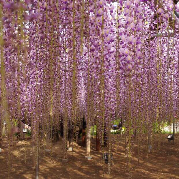 Японский фестиваль цветущей глицинии Great Westeria (35 фото)